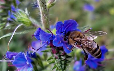 ����� �� ������