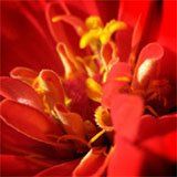 ��� ������ � CSS ���������� �����