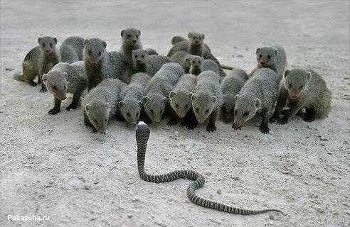 ���������� �� �������� ���������